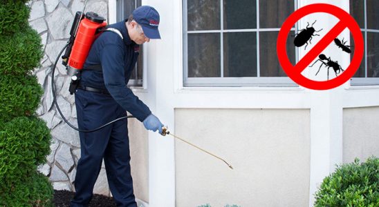 Çamlıdere Fare İlaçlama böcek ilaçlama ve haşere kontrolü — ilaclama-tr.com